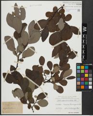 Foto von Salix appendiculata Vill.